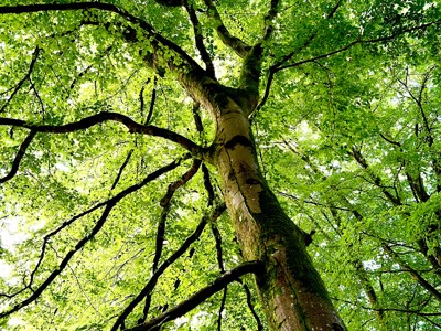 Tree In Forest