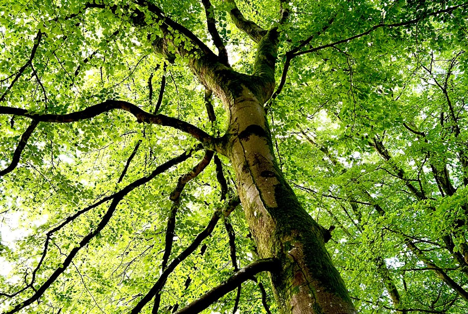 Tree In Forest